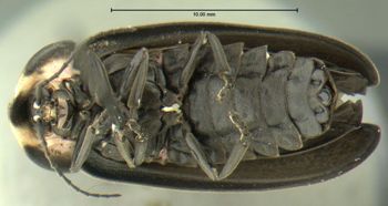 Media type: image;   Entomology 612504 Aspect: habitus ventral view